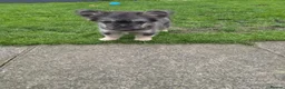 French Bulldog dogs for sale: French bulldog (Floodle puppies ) in Paisley - Advert 7