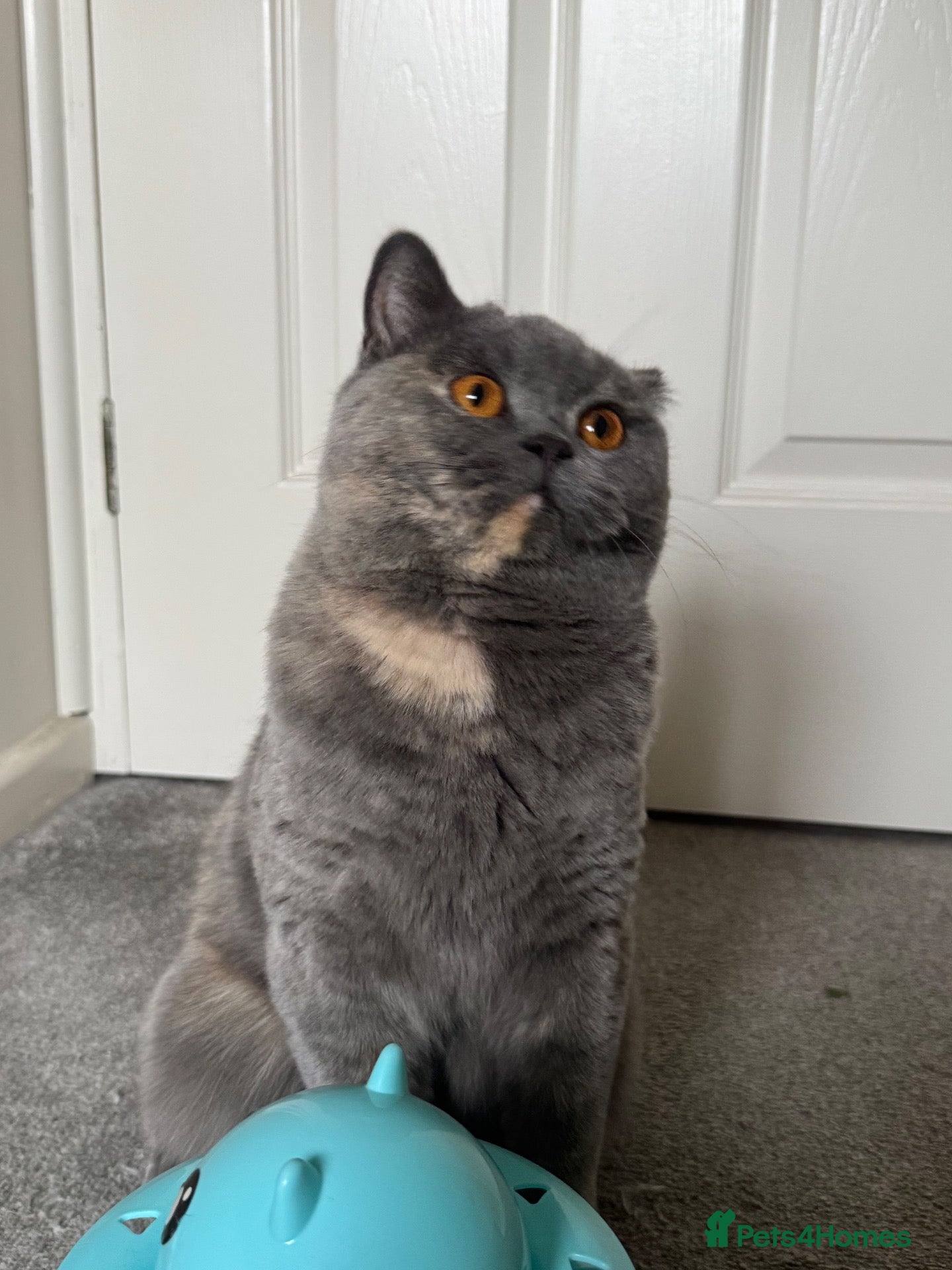 British Shorthair cats British Shorthair  - Advert 2