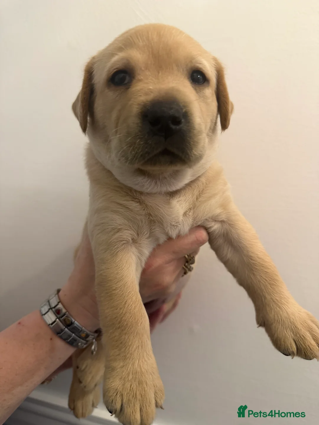 Labrador Retriever dogs for sale: KC Registered Labrador Puppies  - Advert 15