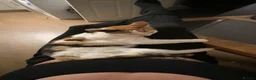 British Shorthair cats for sale: Kittens for sale  - Advert 5