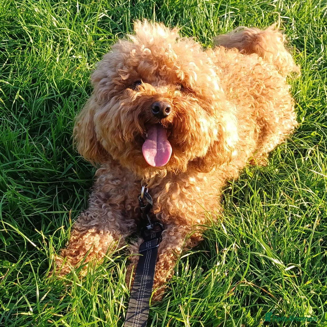 Miniature Poodle dogs for stud: Chocolate brown Miniature Poodle Stud - Advert 2