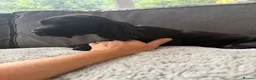 Cocker Spaniel dogs for sale: 4 KC puppies looking for there forever homes. - Advert 11