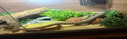 Corn Snake reptiles for sale: Corn snake  - Advert 3