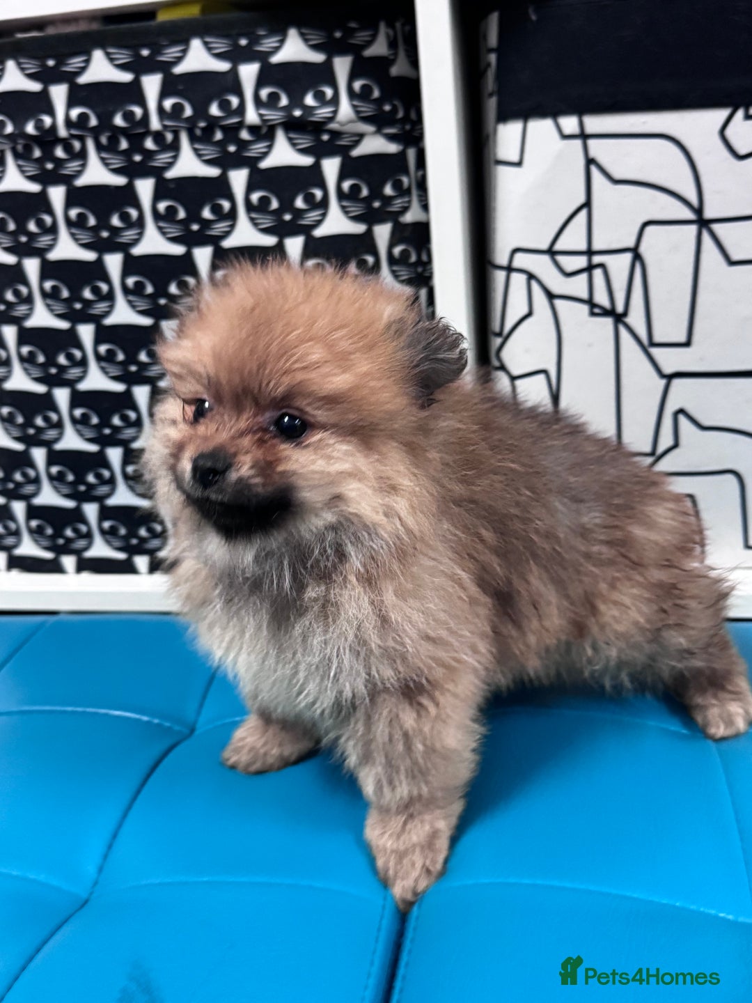 Pomeranian dogs for sale: FLUFFY POMERANIAN FOR SALE 🥰 - Advert 12