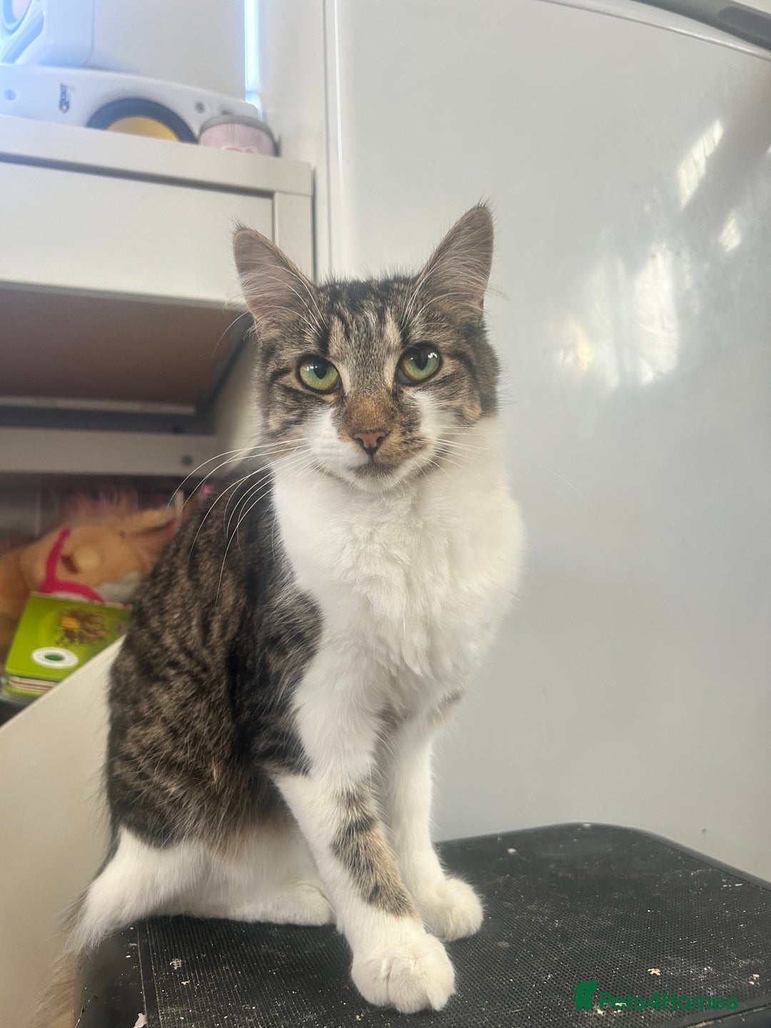 Mixed Breed cats for sale: Two females soCute 🥰  - Advert 11