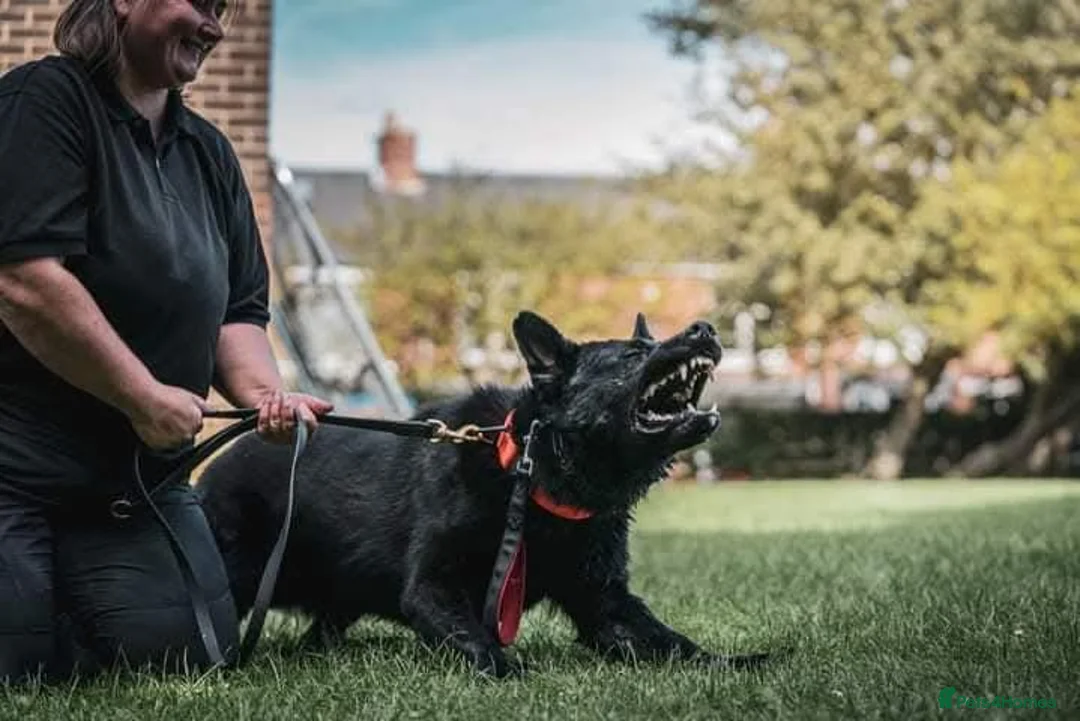 German Shepherd dogs for stud: Top Quality German Shepherd Dog at Stud in Liverpool - Advert 9