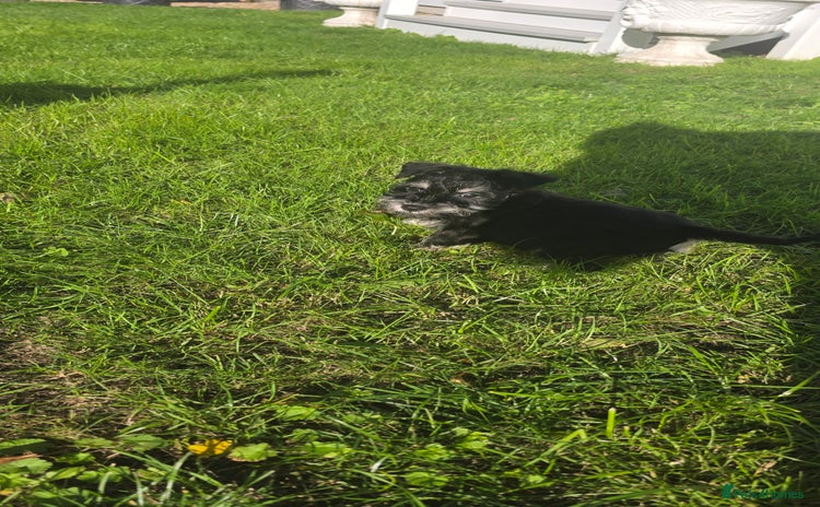 Miniature Schnauzer dogs - Advert 3
