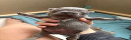 French Bulldog dogs for sale: 5⭐️French bulldog puppies - Advert 14