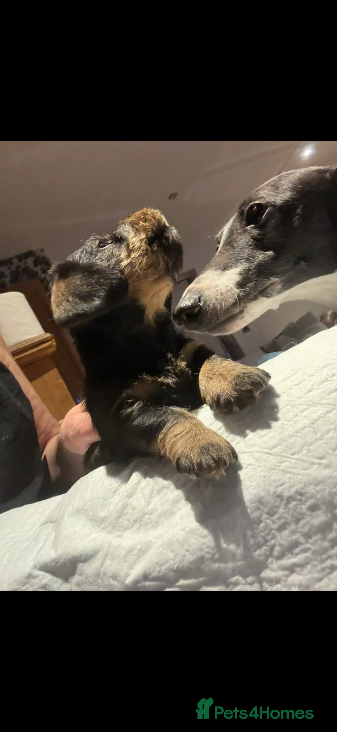 Miniature Dachshund dogs for sale: Miniature WIRE haired dachshund  - Advert 4