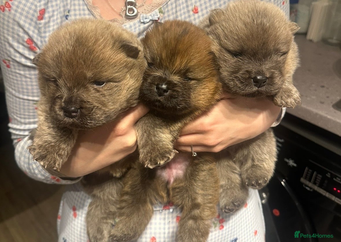 Chow Chow dogs KC Registered Chow Chow Puppies for Sale  - Advert 14