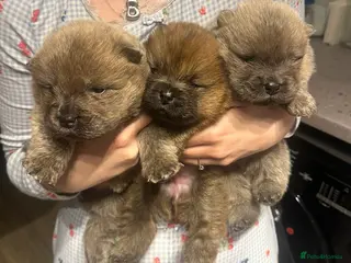 Chow Chow dogs KC Registered Chow Chow Puppies for Sale - Advert 14
