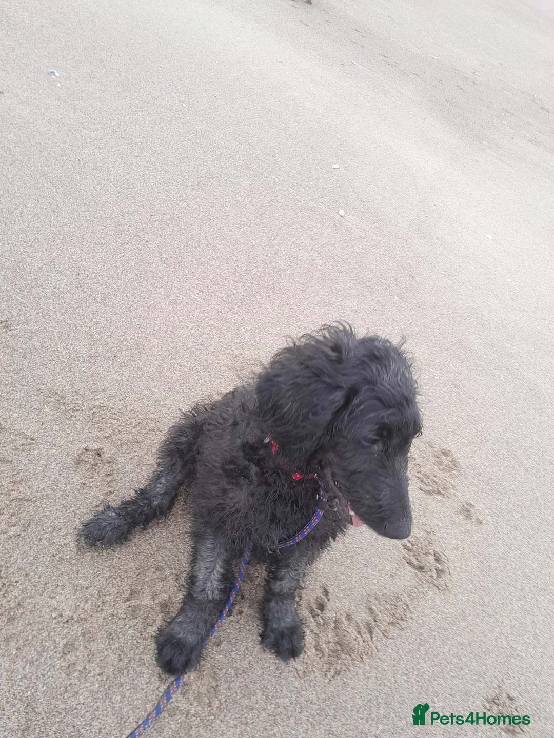 Goldendoodle dogs for sale: Beautiful 7 month doodle puppy - Advert 7