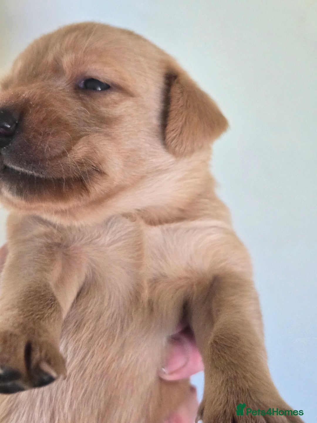 Labrador Retriever dogs for sale: Stunning litter of Fox Red and Black Labradors - Image 26