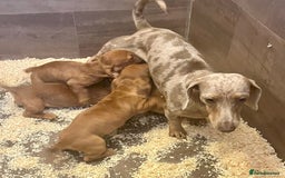 Miniature Dachshund dogs for sale: RED DAPPLE KC MINI PRA CLEAR READY NOW  - Image 4