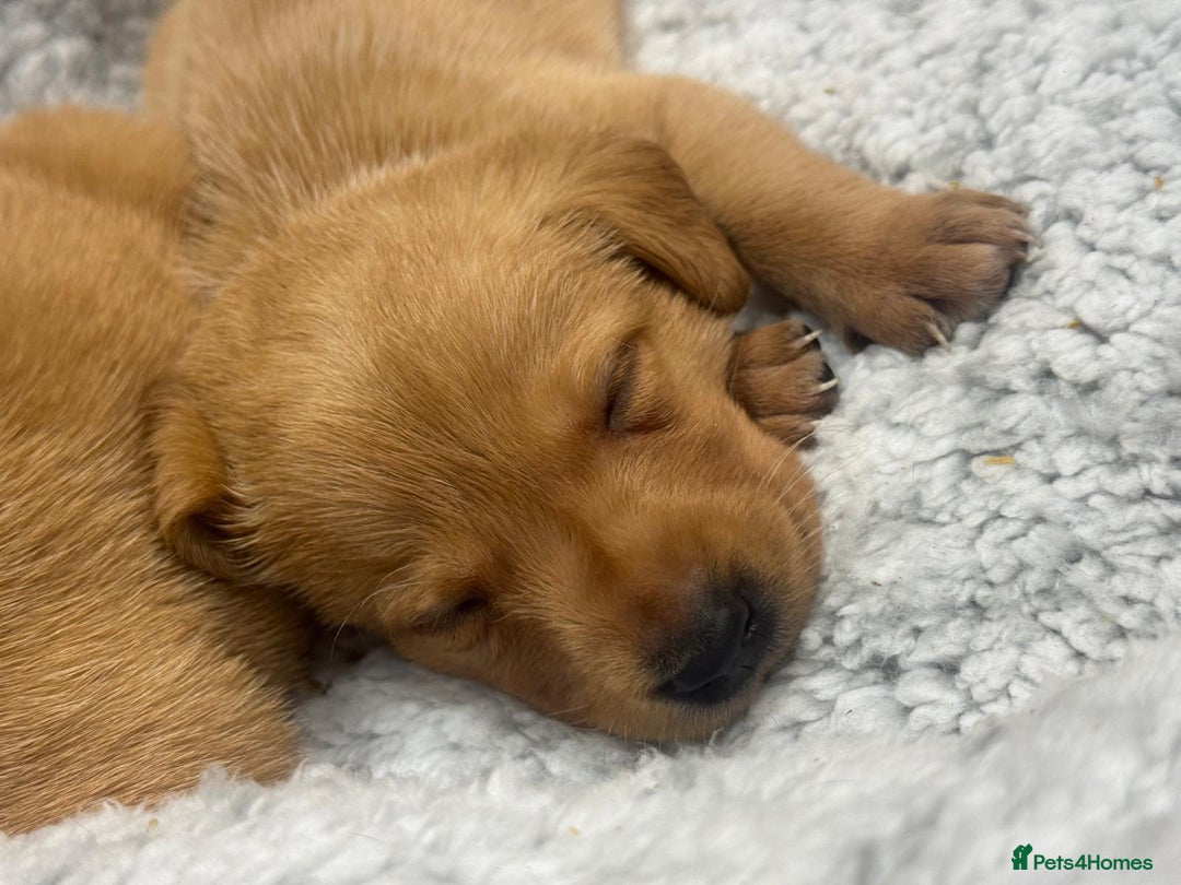 Labrador Retriever dogs for sale: Labrador Puppies  - Advert 3