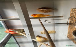 Canaries birds for sale: Canaries and finches  - Image 14