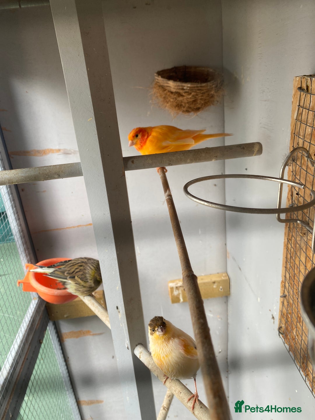 Canaries birds for sale: Canaries and finches  - Image 14