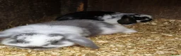 Mini Lop rabbits for sale: Mini lops in Chard - Advert 2
