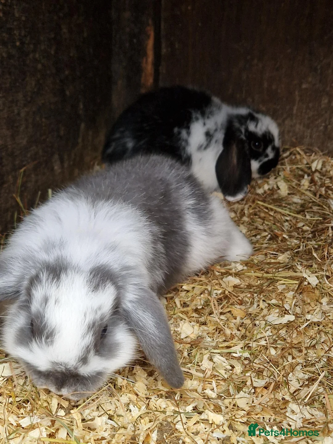 Mini Lop rabbits for sale: Mini lops in Chard - Advert 2