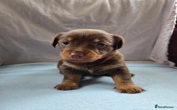 Mixed Breed dogs for sale: Beautiful Jack Russell x Chihuahua Puppies  - Image 9