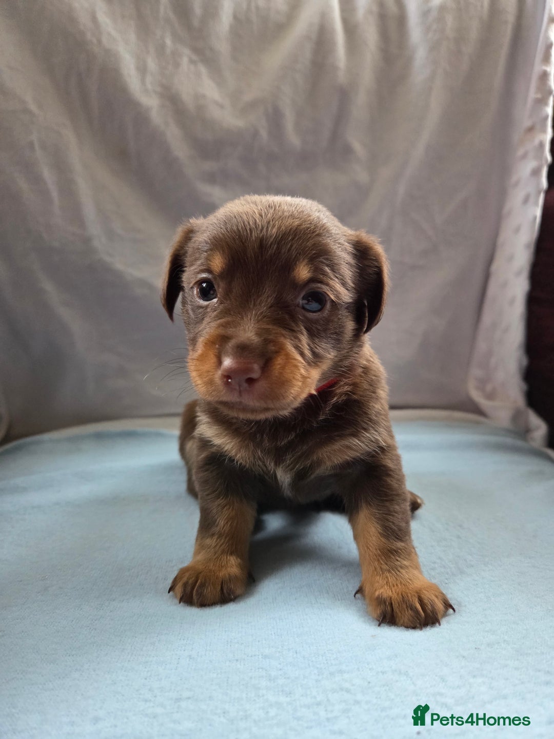 Mixed Breed dogs for sale: Beautiful Jack Russell x Chihuahua Puppies  - Image 9
