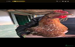 Chickens poultry for sale: Cockerel  - Image 1