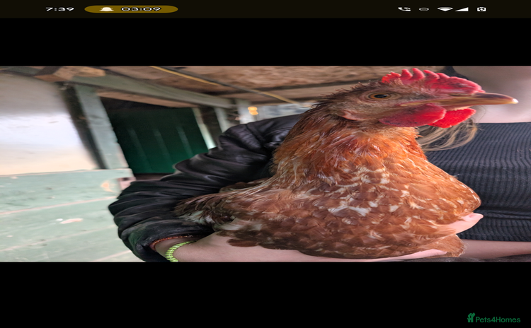 Chickens poultry - Advert 1