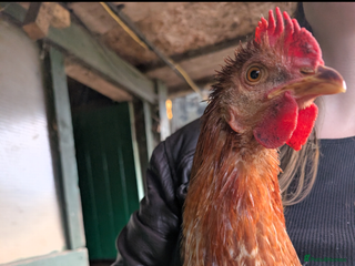 Chickens poultry - Advert 34