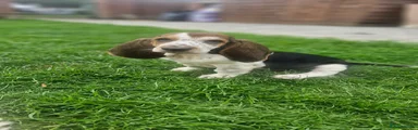 Basset Hound Puppy 4