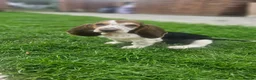 Basset Hound dogs for sale: Beautiful Basset Hounds Ready now - Advert 20