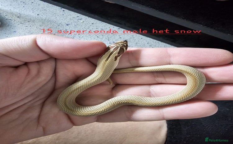 Snake reptiles - Advert 8