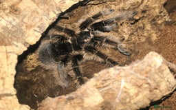 Tarantulas invertebrates for sale: Adult Female Tliltocatl albopilosus - Image 1