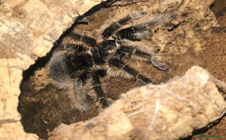 Tarantulas invertebrates - Advert 10