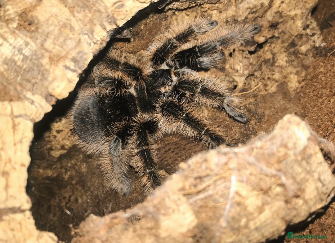 Tarantulas invertebrates for sale: Adult Female Tliltocatl albopilosus - Image 1