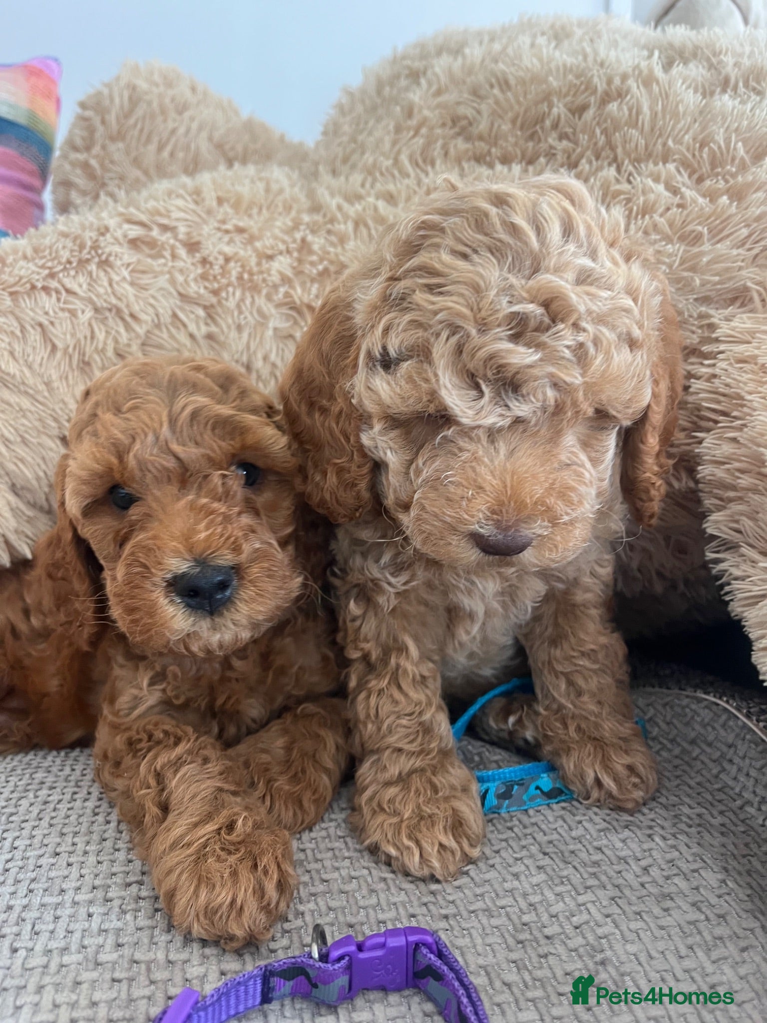 Cockapoo dogs Stunning Cockapoo Puppies - Advert 1