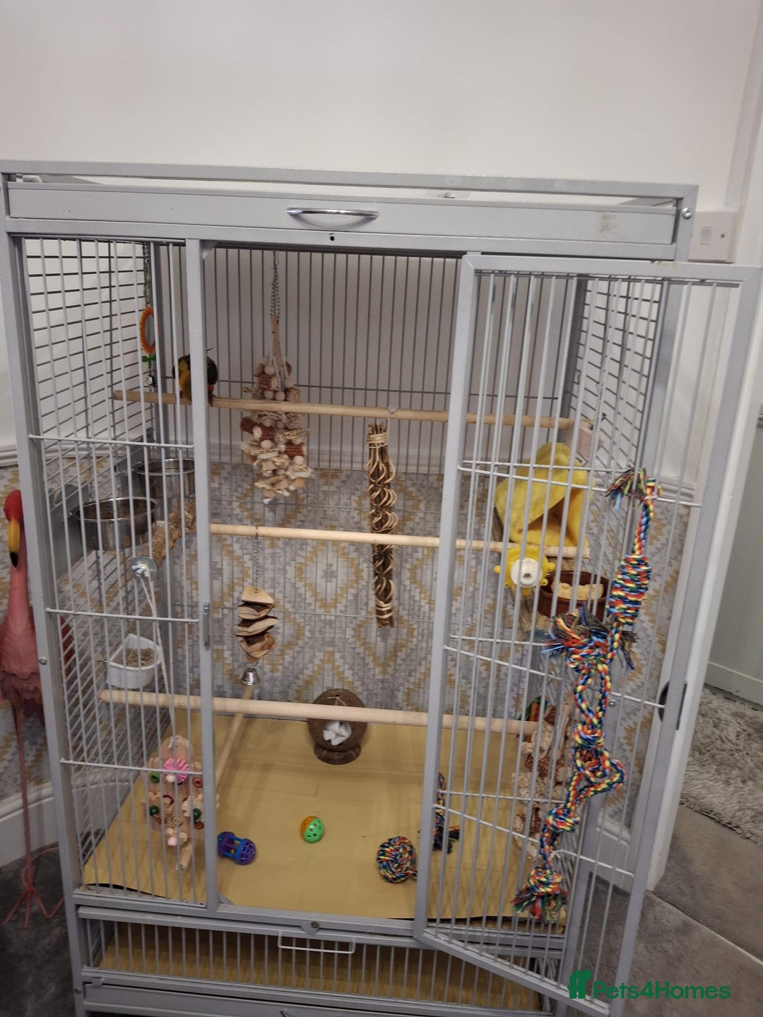 Conures birds for sale: Mango Conure - Advert 13