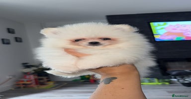 Pomeranian dogs - Advert 1