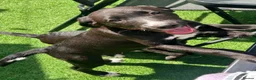Borador dogs for sale: Beautiful Male Borador Puppy - 16 weeks old - Advert 2