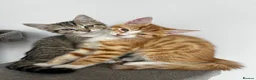 Mixed Breed cats for sale: 5 Beautiful friendly kittens - Advert 11