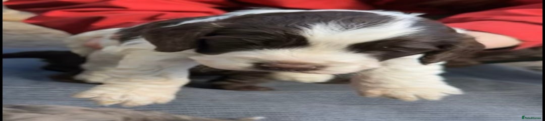 Cockapoo Puppy 6