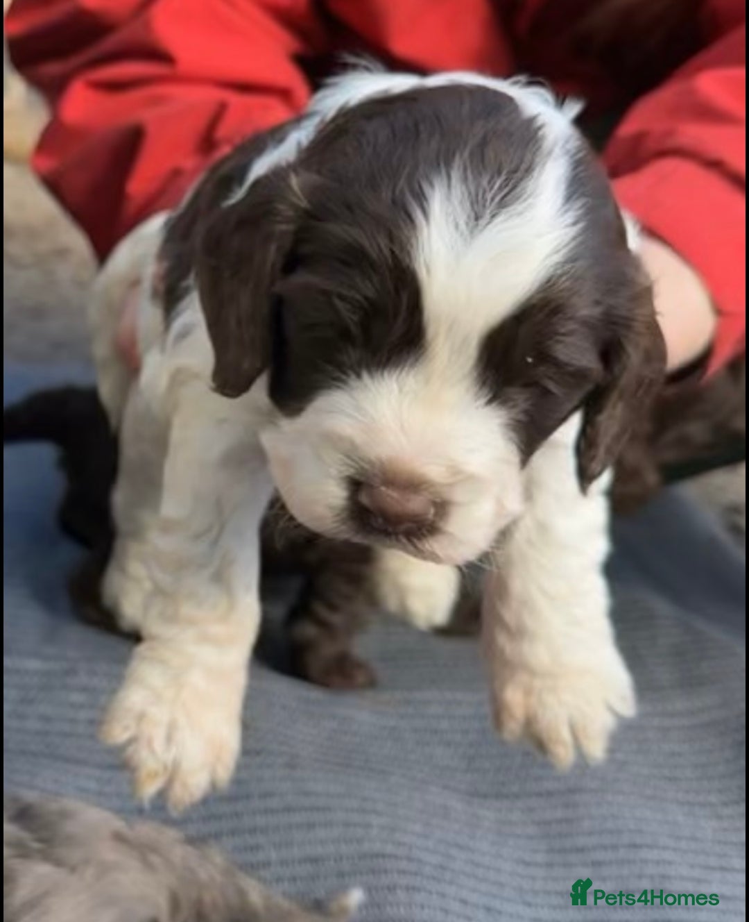 Cockapoo dogs for sale: F1BB Cockapoo Pups  - Image 20