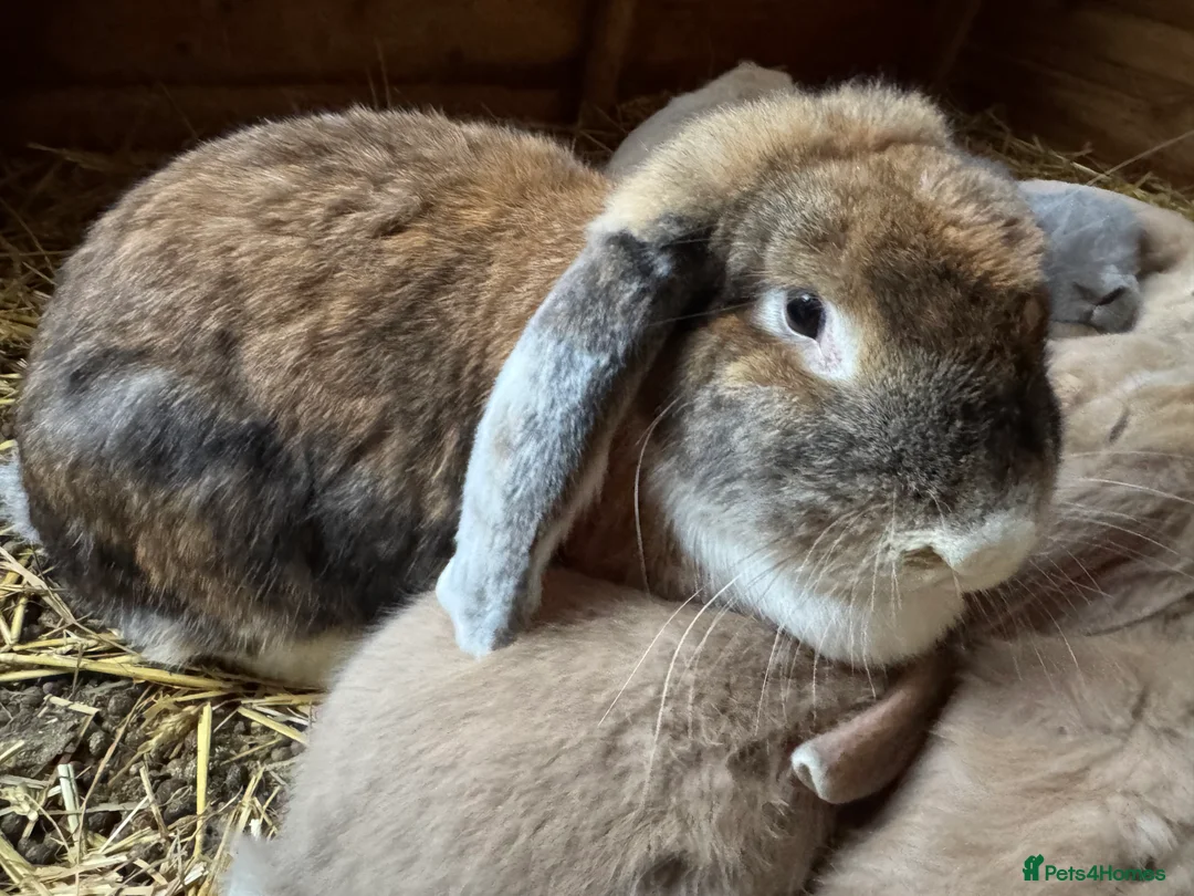 French Lop rabbits for sale: Bonded Sister French Lops for pet home - Advert 5