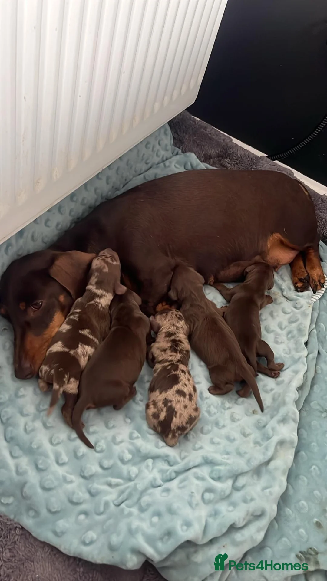 Miniature Dachshund dogs for stud: SHOW LINE CHAMP Bred Choc Dapple Mini Dachshund  in Manchester - Advert 6