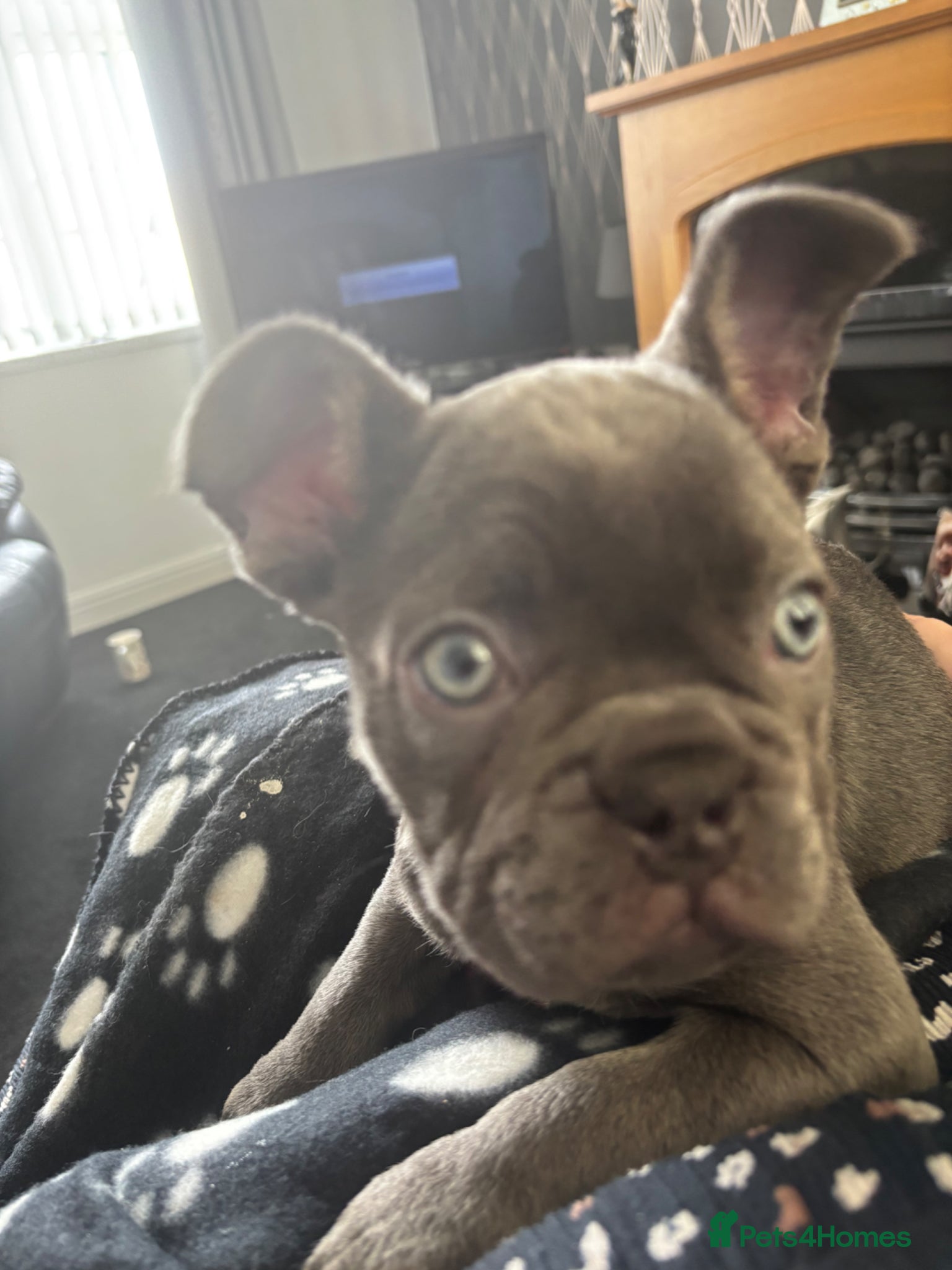 French Bulldog dogs Beautiful KC puppies  - Advert 2