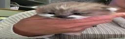 Ragdoll cats for sale: female Ragdoll, ready to go June 26th June - Advert 26