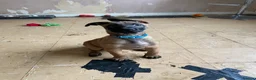 Belgian Shepherd Dog dogs for sale: Belgian Malinois pups ready to leave  - Advert 15