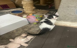 Scottish Fold cats for sale: Scottish fold X kittens for sale  - Image 8