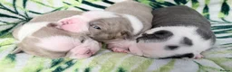 Boston Terrier dogs for sale: 3 KC Beautiful Boston Terries  - Advert 2