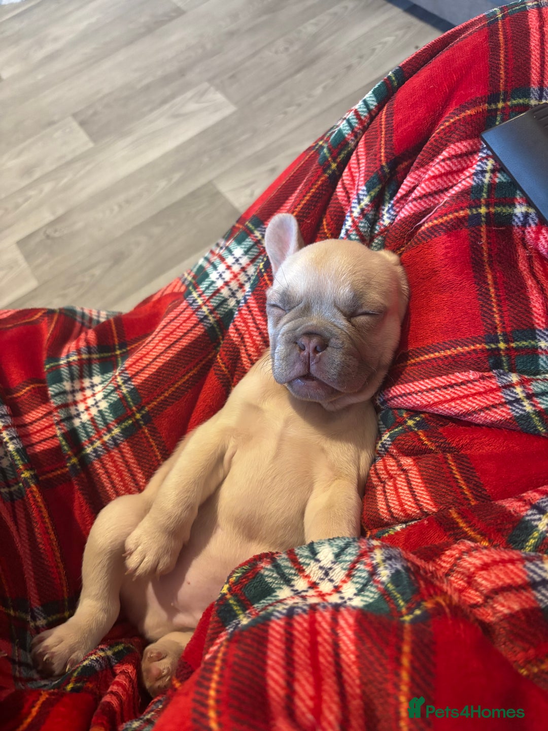 French Bulldog dogs for sale: Cream male French bulldog - Image 3