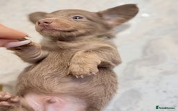 Miniature Dachshund dogs for sale: Stunning Isabella mini reg 5* health cert ready - Image 22